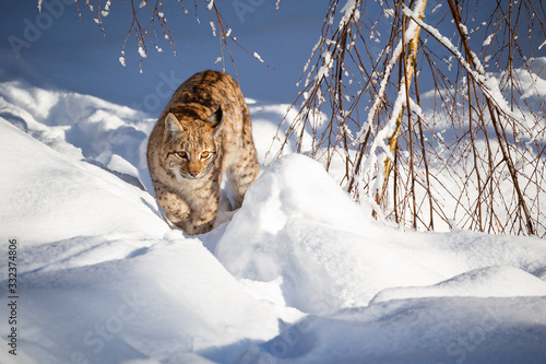 Photography Euroasian lynx face to face in the bavarian national park in eastern germany, eu
