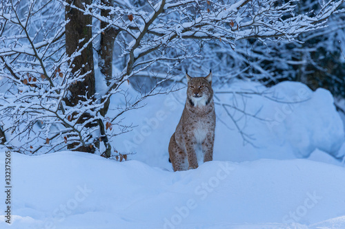 Canvas Print Euroasian lynx face to face in the bavarian national park in eastern germany, eu