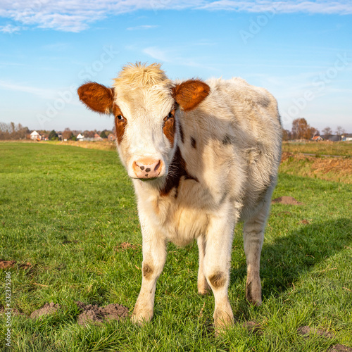 Cow stands upright in a meadow, fully in focus wide background, all alone