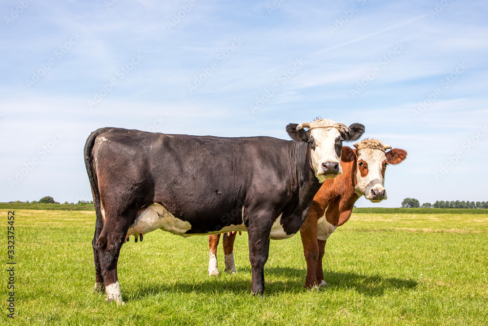 Blaarkop cows with horns cozy in a green field, cattle breed known as: blisterhead, fleckvieh, Blaarkop cows with horns cozy in a green field, cattle breed known as: blisterhead, fleckvieh,