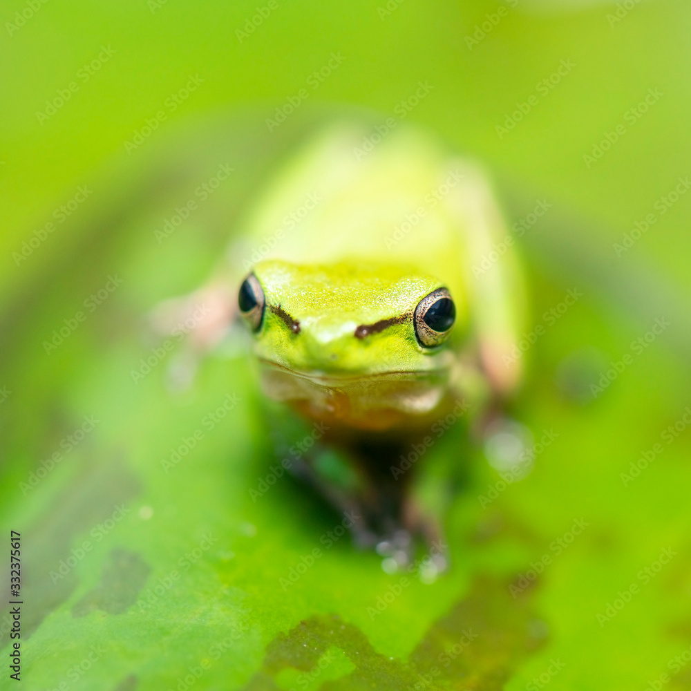 Wallum Sedge Frog also known by Litoria olongburensis. Wallum Sedge Frog also known by Litoria olongburensis.