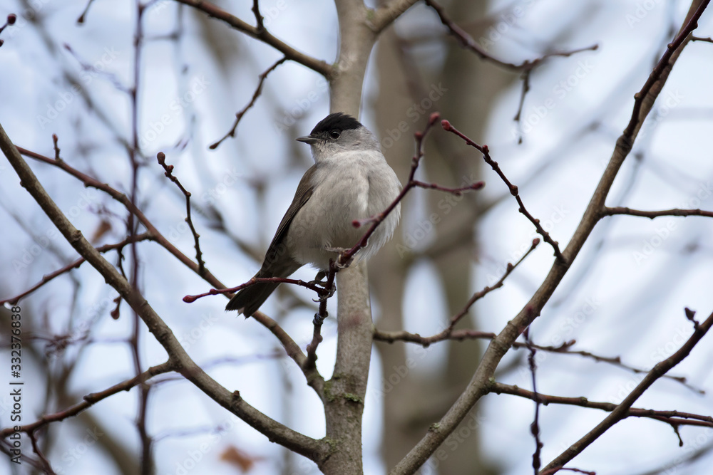 Blackcap europe forest passerine bird on tree Blackcap europe forest passerine bird on tree