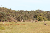 kangaroos in australia