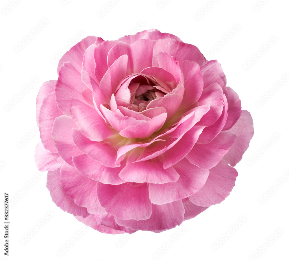 Ranunculus flower isolated on white background. Top view of beautiful pink buttercup flower. Ranunculus flower isolated on white background. Top view of beautiful pink buttercup flower.