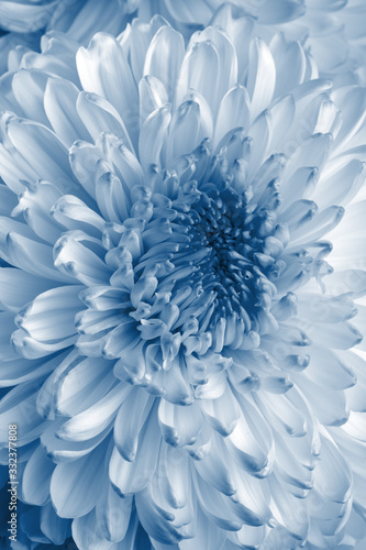 Chrysanthemum flower, close up, blue toning.