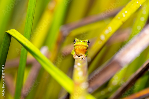 Wallum Sedge Frog also known by Litoria olongburensis. photo