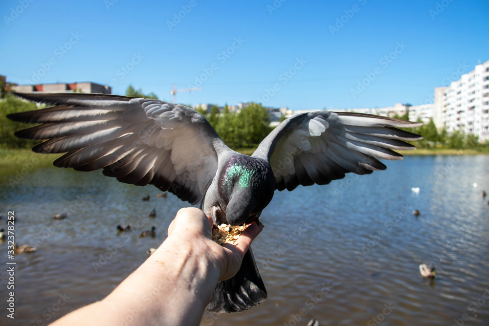Fototapeta premium City pigeons. Feeding from your hand. Severodvinsk, Sunny summer day.