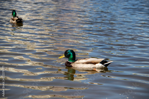 Summer day on the Bank of Lake Chayachiy on island of Yagry. Ducks photo