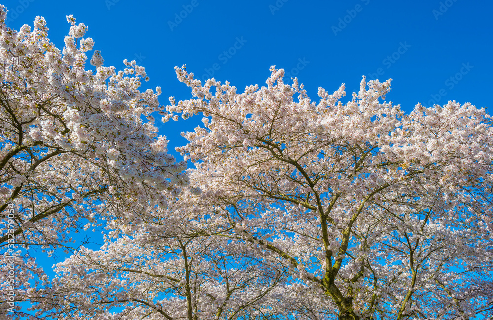 Spring is in the blue air with buds, blossoms and flowers in the blooming canopy of a tree in sunlight Spring is in the blue air with buds, blossoms and flowers in the blooming canopy of a tree in sunlight