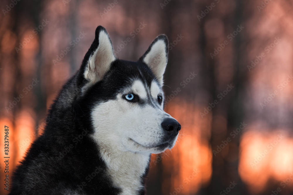 Dog breed Siberian Husky portrait on nature at sunset Dog breed Siberian Husky portrait on nature at sunset