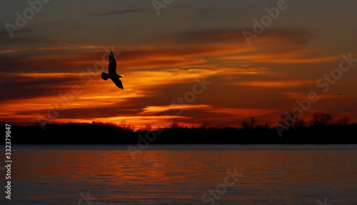 A seagull at sunset along the Ottawa River in Canada