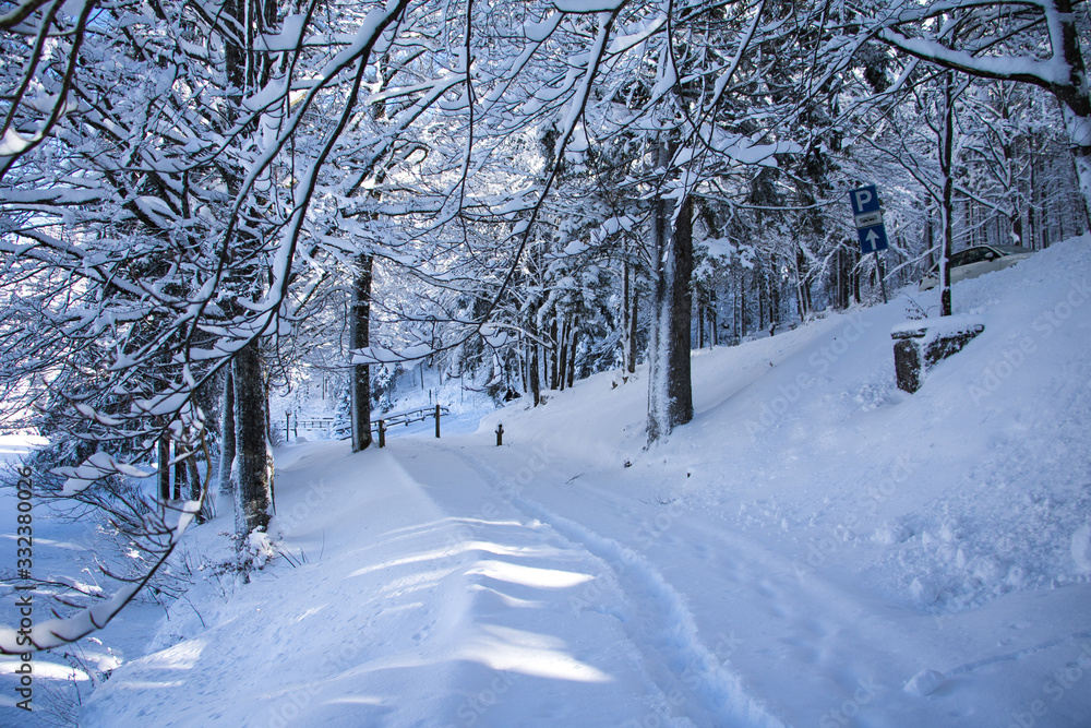 panoramic view of a snowy valley and a fir forest on a beautiful sunny day with blue skies panoramic view of a snowy valley and a fir forest on a beautiful sunny day with blue skies