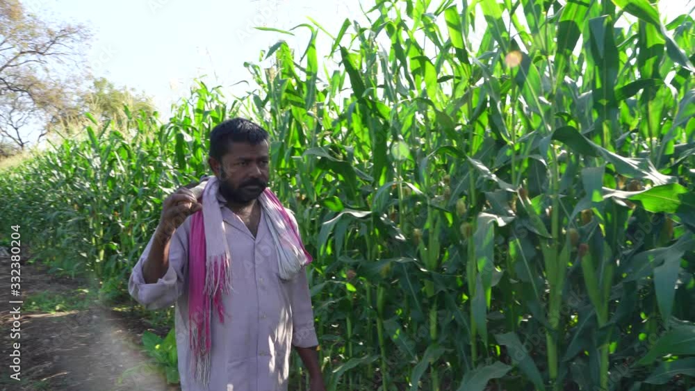 young indian farmer at corn field young indian farmer at corn field