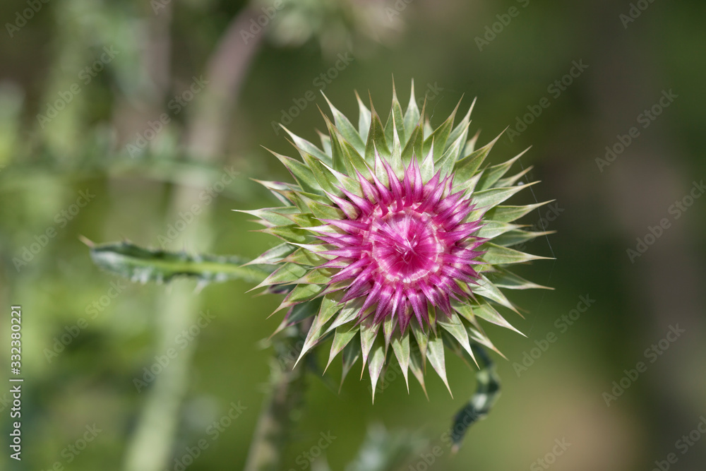 Macro view of a thistle flower Macro view of a thistle flower