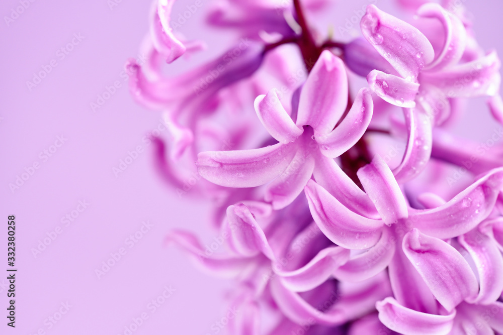 Pink hyacinth with drops of water (with space for your text) on pink background Pink hyacinth with drops of water (with space for your text) on pink background