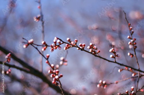 blooming buds and flowers of cherry or apple.