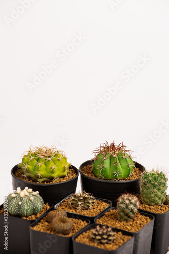 Collection of various cactus  in black  pots. photo