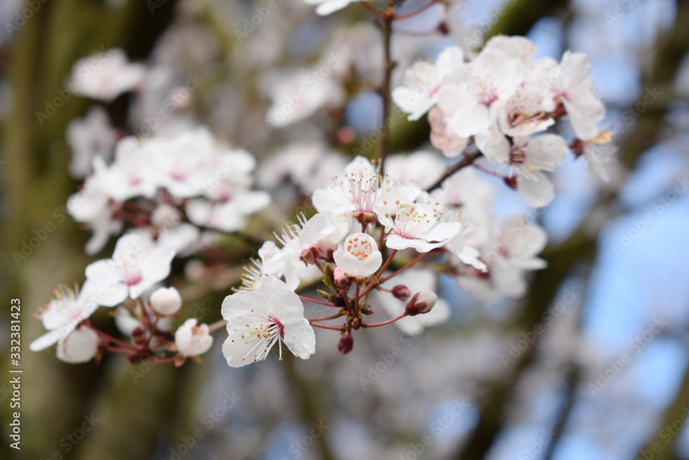 White Cherry Blossom Background. Summer Background. White Cherry Blossom Background. Summer Background.