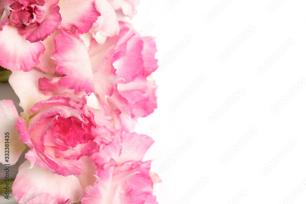 Pink and white azalea flowers Soft focus The concept of beauty and tenderness On a white background Pink and white azalea flowers Soft focus The concept of beauty and tenderness On a white background