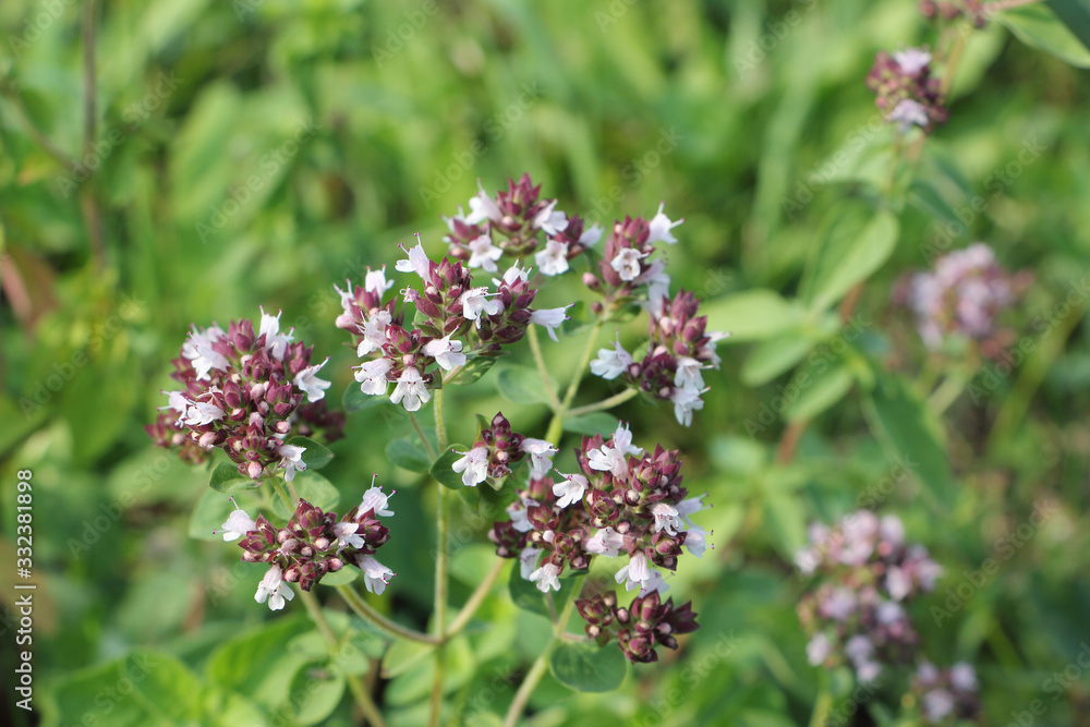 Oregano flowers in summer garden Oregano flowers in summer garden