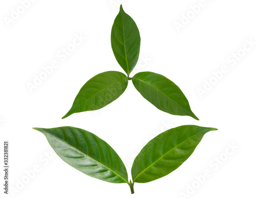 Gardenia plant or Cape Jasmine leaf on white background - Clip ping pass