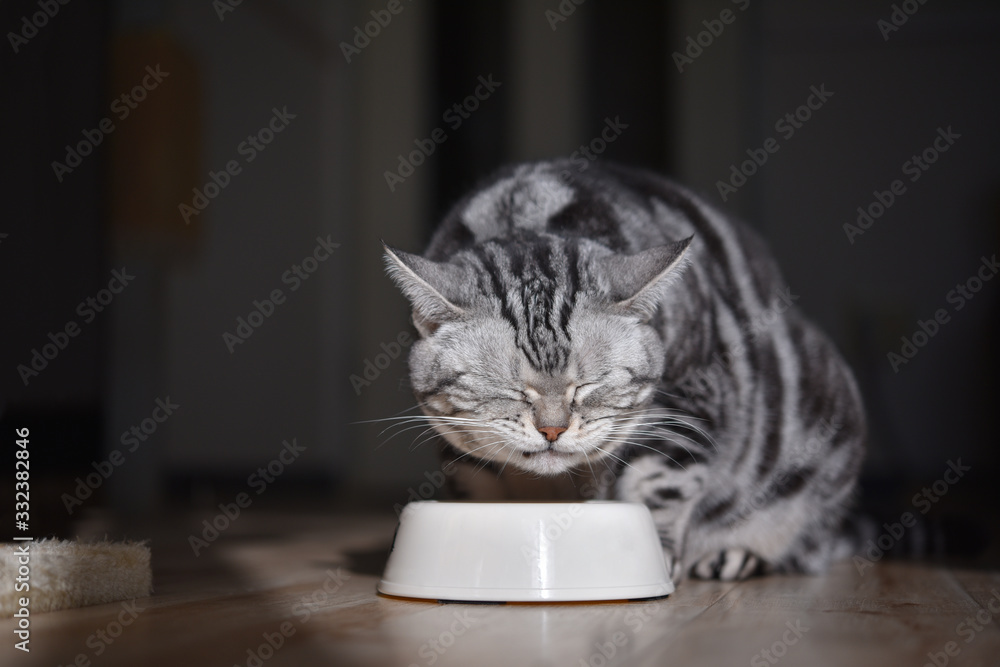 うんめぇ カリカリを噛み締めて味わう食事中の猫 Stock Foto Adobe Stock