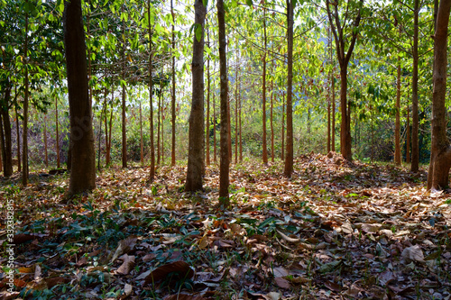 forest in autumn © george