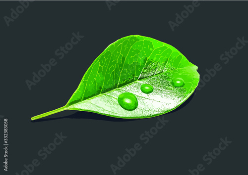 green leaf with drops of water on black background
