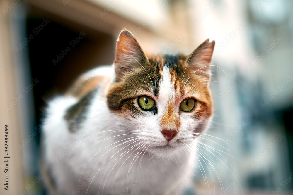 Portrait of a stray cat in Istanbul, Turkey.