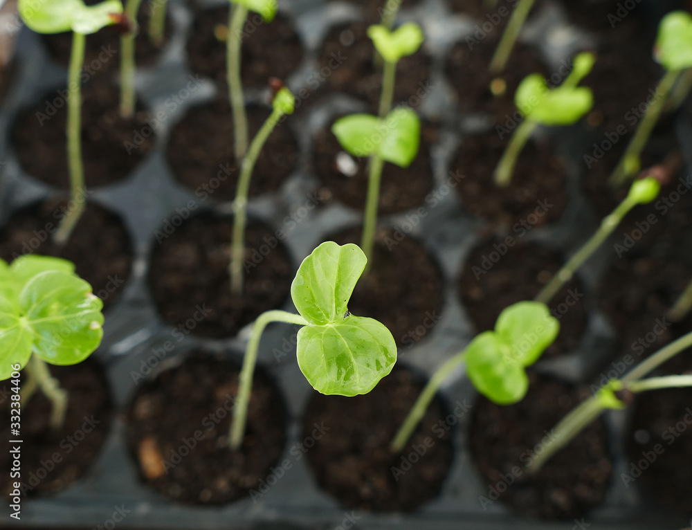 growing seedlings for the garden in spring, growing seedlings for the garden in spring,