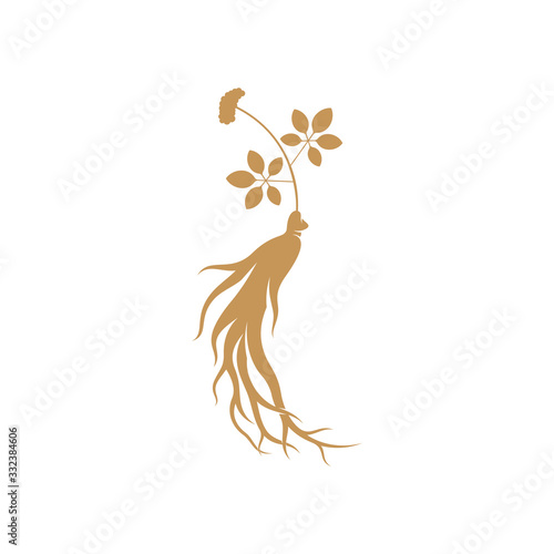 Ginseng logo design vector template. Ginseng root on white background photo