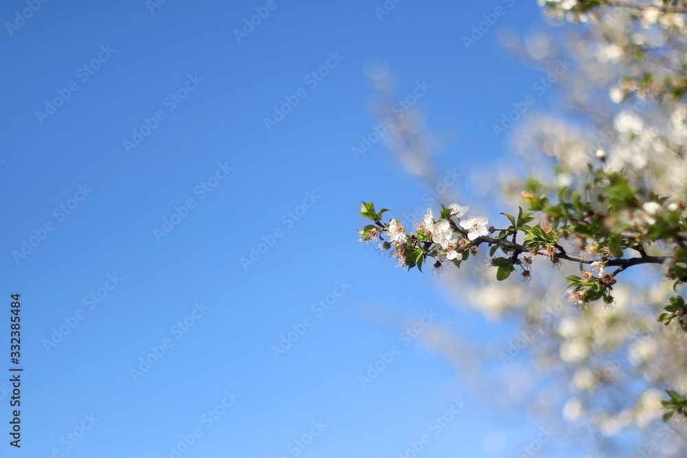 Dainty white blossoms on a tree. Selective focus.