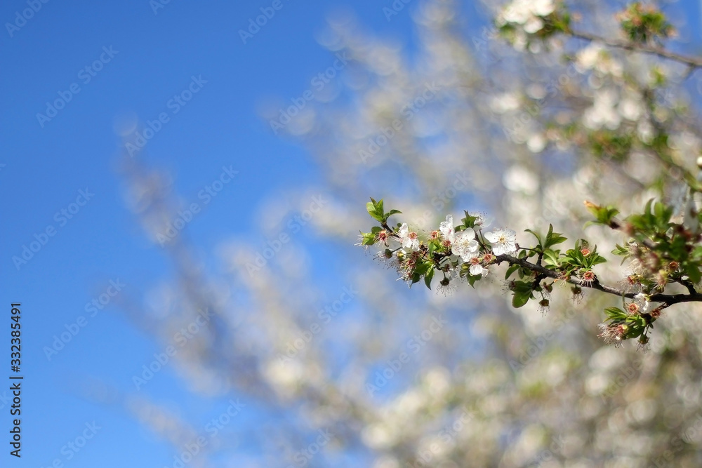 Dainty white blossoms on a tree. Selective focus. Dainty white blossoms on a tree. Selective focus.