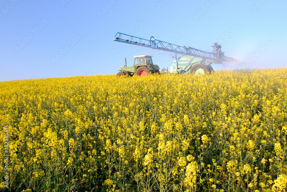 Traitement phytosanitairecontre le charancon du colza, pulvérisation insecticide sur colza en fleur Traitement phytosanitairecontre le charancon du colza, pulvérisation insecticide sur colza en fleur