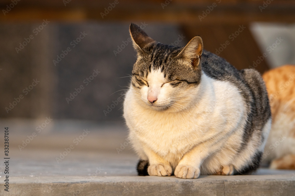 cat family and cat baby