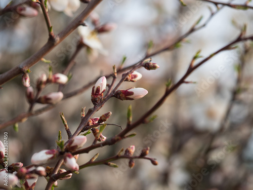 Cherry Orchard in Bloom. Springtime.