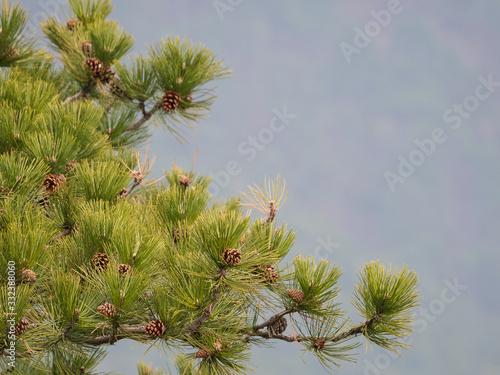 Pine branch with cones.