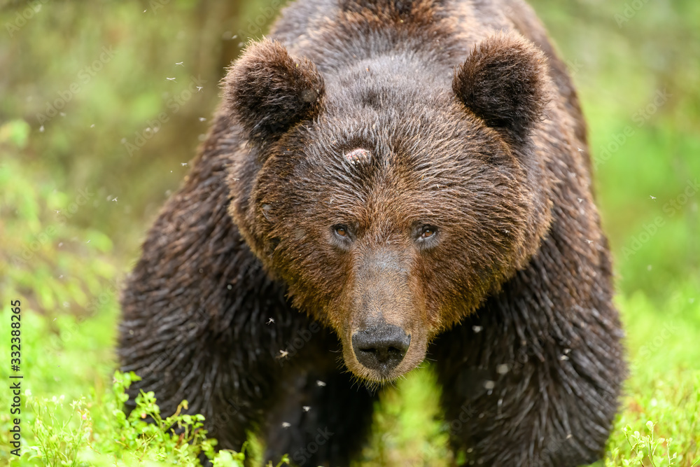 Wounded European brown bear (Ursus arctos)