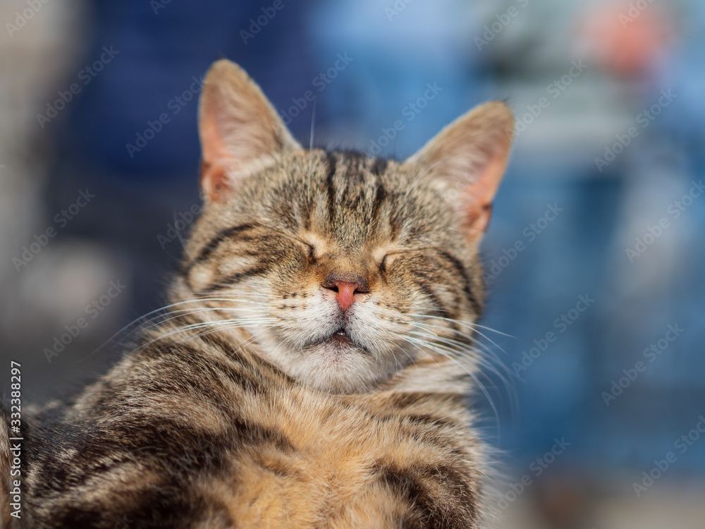Satisfied cat face close-up.Cat nap.