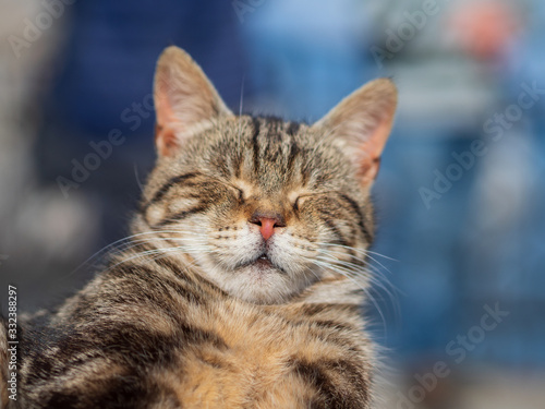 Satisfied cat face close-up.Cat nap.