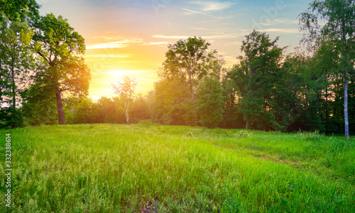 Meadow with green grass photo