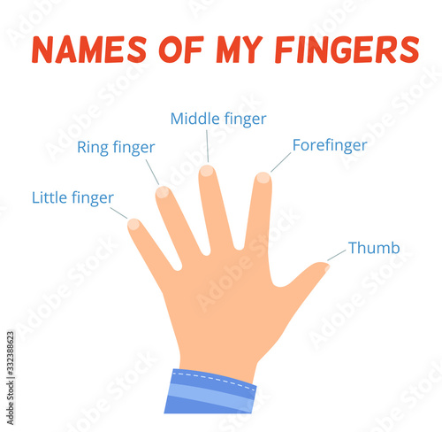 The names of the fingers on the hand. The study of body parts for children.