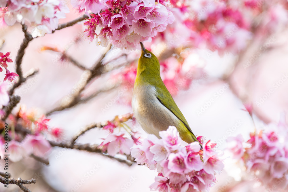 メジロと河津桜 メジロと河津桜