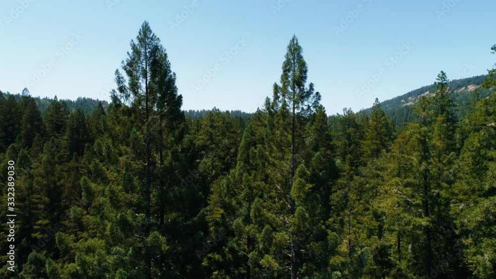 Aerial drone shot rising up from the redwood forest in Northern California. UHD, 4K. Aerial drone shot rising up from the redwood forest in Northern California. UHD, 4K.