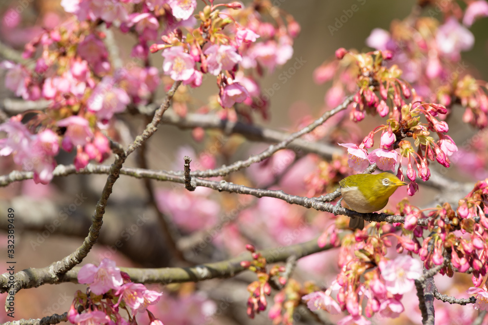 メジロと河津桜 メジロと河津桜