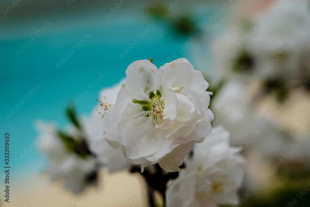Fleur blanche de pêcher dans un jardin japonais au printemp sur fond bleu Fleur blanche de pêcher dans un jardin japonais au printemp sur fond bleu