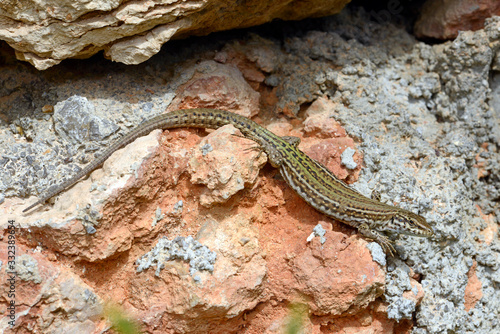 weibliche Pityuseneidechse (Podarcis pityusensis pityusensis) auf Ibiza, Spanien / female Ibiza wall lizard on Ibiza, Spain photo