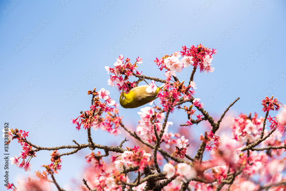 青空の河津桜とメジロ