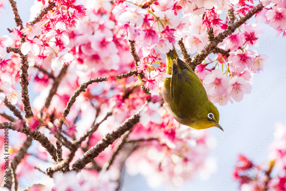 メジロと河津桜