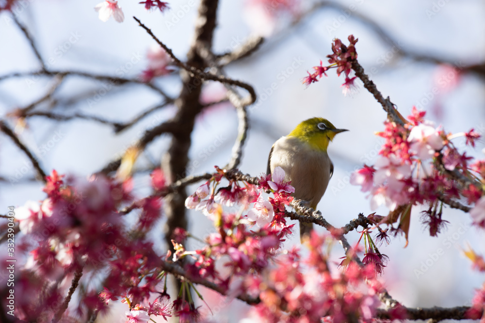 メジロと河津桜 メジロと河津桜